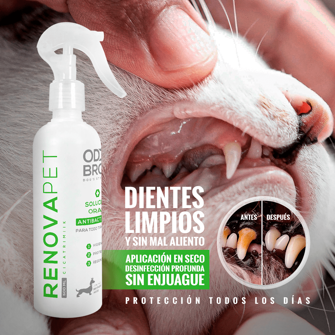 🐾GATOS - RENOVAPET 🐱 Adiós Al Sarro 😻