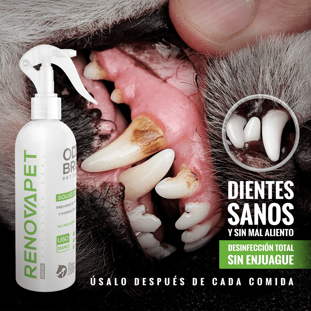 🐾RENOVAPET 🐶 Adiós Al Sarro 😻