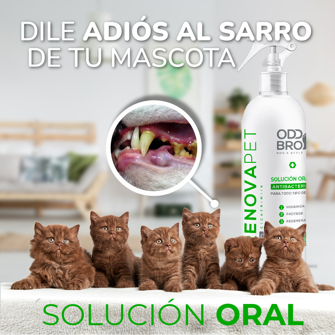 🐾GATOS - RENOVAPET 🐱 Adiós Al Sarro 😻