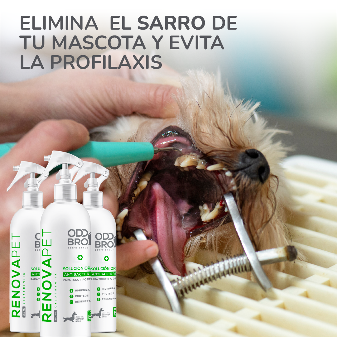 🐾RENOVAPET 🐶 Adiós Al Sarro 😻